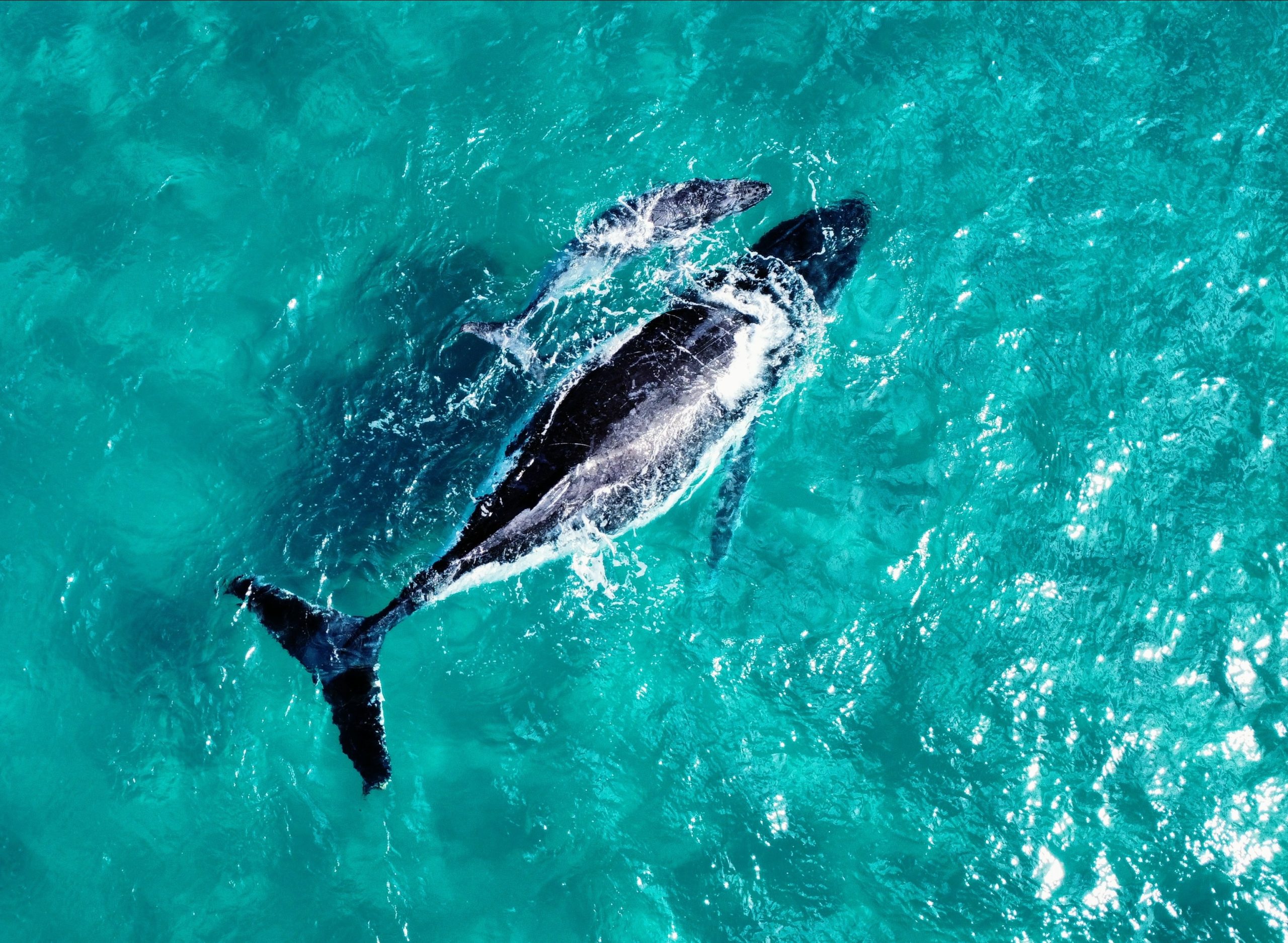 Fraser Island - Australie